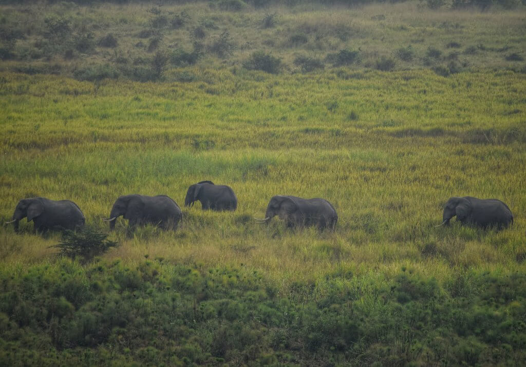 elephants in uganda marching single-file across the savanna