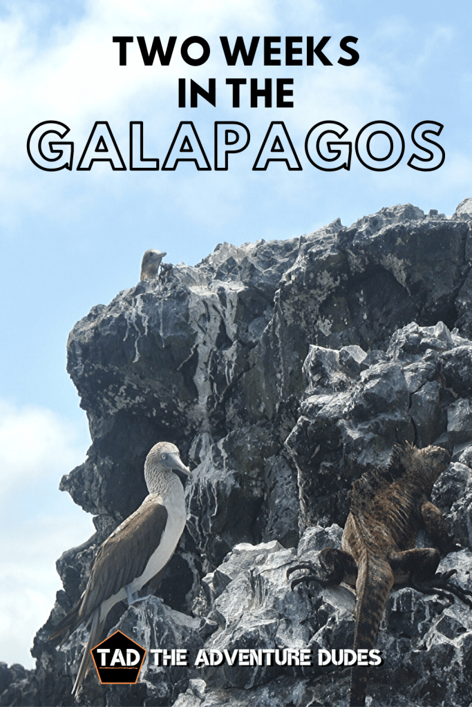 Galapagos pin
