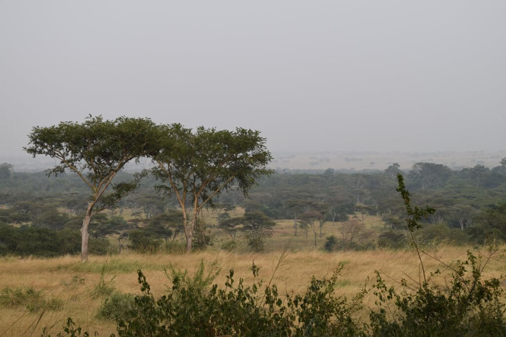 Two trees in the foreground of the Ugandan savanna in queen elizabeth national park. Elephants, lions and all sorts of other creatures call this park home.